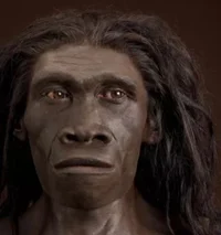 Homo Erectus