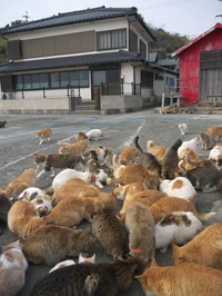 Cat Island
