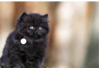 Black cat named luna