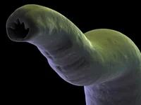 Roundworm parasite