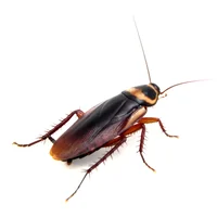 cockroach 
