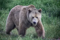 Female Grizzly Bear