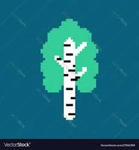 Birch tree
