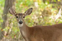 Female Deer