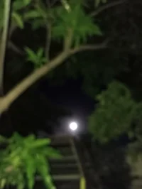 Slaughtered pahkitew