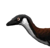 Troodon