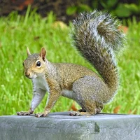 4 - carni squirrels