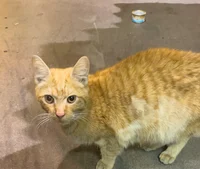 Orange Cat