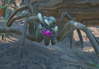 Infected Wolf Spider