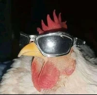 Cool chicken