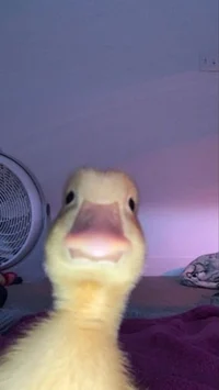 Tweety