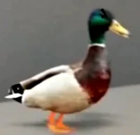 Annoying duck