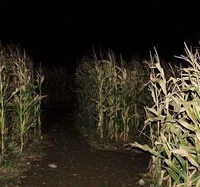 Cornmaze Mikey 