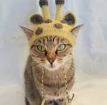 Giraffe Cat