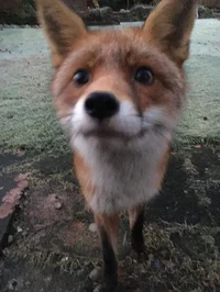 Fox