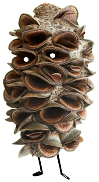Grzegorz
