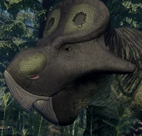 Female Amphiceratops