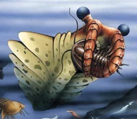 Amp da Anomalocaris