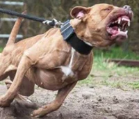 Pitbull name Cupcake