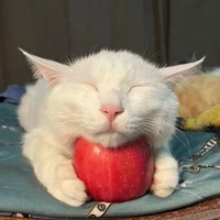 Eepy Apple Cat