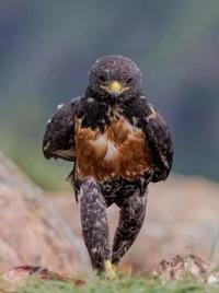 Hawks