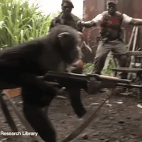 Ape with AK-47