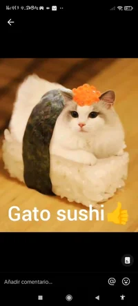 Gato sushi