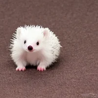 Baby Silver