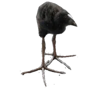 Pukeko