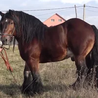 Brown Draft Horse