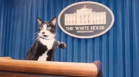 White house Cat