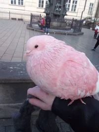Pink pigeon 