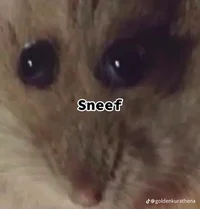 Chat with Sneef | character.ai | Personalized AI for every moment of ...