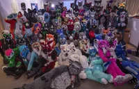 Furry gang