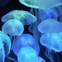 Jellyfish