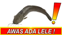 Ikan Lele