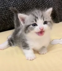 Miniature kitten