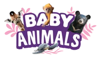 Baby Animals Series