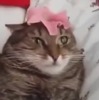 Cat and flower meme