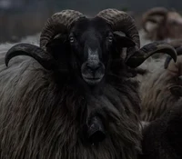 Amraphel Hazarmaveth