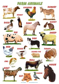 Farm Animals