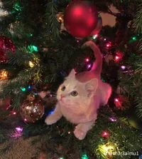 Idek what to call it