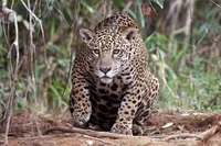 Female Jaguar