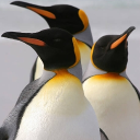 3 penguins