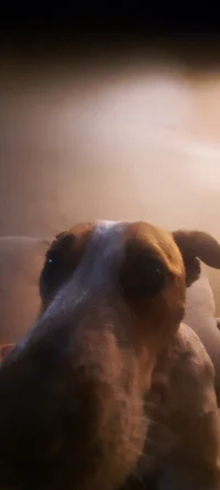 Muscle girl roomates