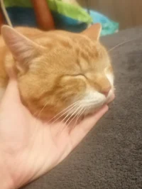 Un chat