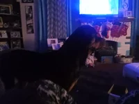 Cosmo the Rottweiler