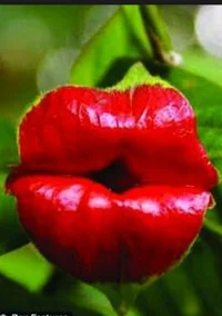 Giant kiss flower
