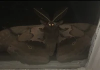 Moth