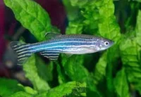 Zebra Danio